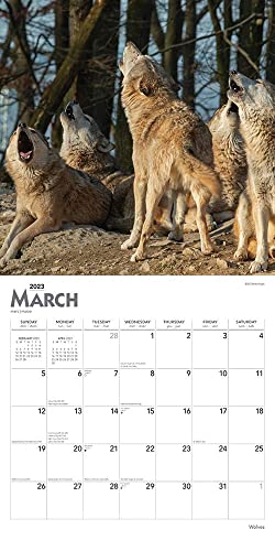 Wolves | 2023 12 x 24 Inch Monthly Square Wall Calendar | Foil Stamped Cover | BrownTrout | Wildlife Animals