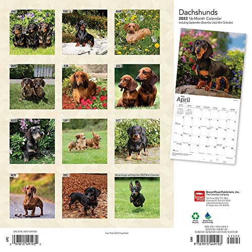 Dachshunds | 2023 12 x 24 Inch Monthly Square Wall Calendar | Foil Stamped Cover | BrownTrout | Animals Dog Breeds DogDays