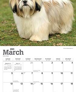 Shih Tzu | 2023 12 x 24 Inch Monthly Square Wall Calendar | Foil Stamped Cover | BrownTrout | Animals Small Dog Breeds DogDays