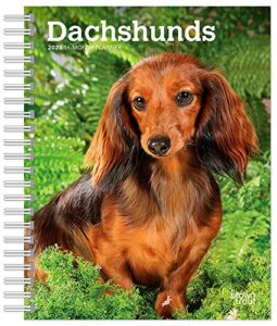 dachshunds | 2023 6 x 7.75 inch spiral-bound wire-o weekly engagement planner calendar | new full-color image every week | browntrout | animals dog breeds pets