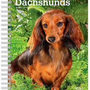 Dachshunds | 2023 6 x 7.75 Inch Spiral-Bound Wire-O Weekly Engagement Planner Calendar | New Full-Color Image Every Week | BrownTrout | Animals Dog Breeds Pets