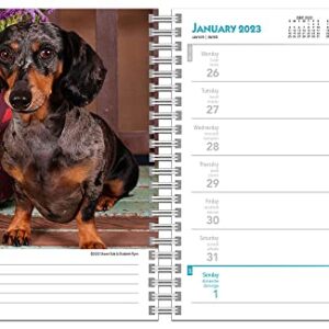 Dachshunds | 2023 6 x 7.75 Inch Spiral-Bound Wire-O Weekly Engagement Planner Calendar | New Full-Color Image Every Week | BrownTrout | Animals Dog Breeds Pets