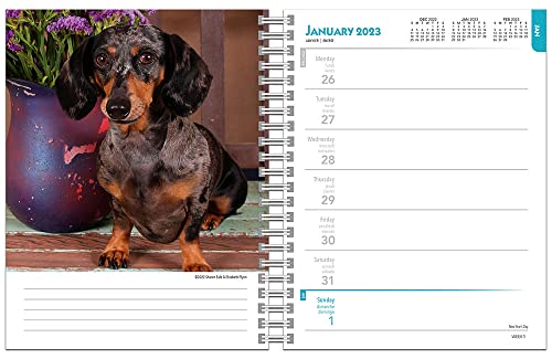 Dachshunds | 2023 6 x 7.75 Inch Spiral-Bound Wire-O Weekly Engagement Planner Calendar | New Full-Color Image Every Week | BrownTrout | Animals Dog Breeds Pets