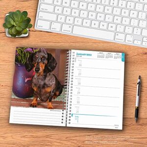 Dachshunds | 2023 6 x 7.75 Inch Spiral-Bound Wire-O Weekly Engagement Planner Calendar | New Full-Color Image Every Week | BrownTrout | Animals Dog Breeds Pets