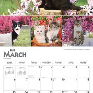 Cat Lovers 2022 12 x 12 Inch Monthly Square Wall Calendar with Foil Stamped Cover, Animals Domestic Kittens Feline