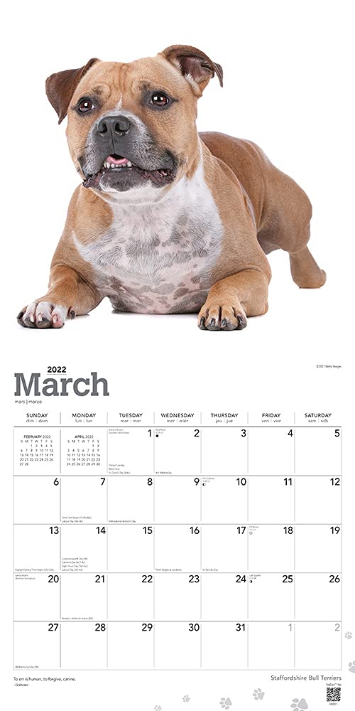 Staffordshire Bull Terriers 2022 12 x 12 Inch Monthly Square Wall Calendar, Animals Dog Breeds DogDays