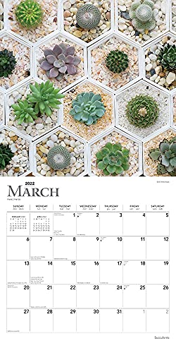 Succulents 2022 12 x 12 Inch Monthly Square Wall Calendar, Plant Garden Agriculture