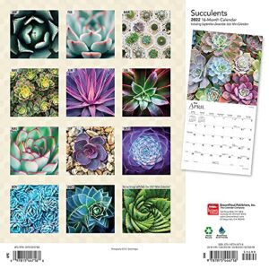 Succulents 2022 12 x 12 Inch Monthly Square Wall Calendar, Plant Garden Agriculture