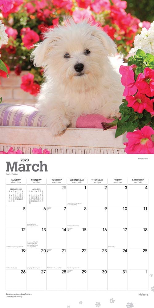 Maltese | 2023 12 x 24 Inch Monthly Square Wall Calendar | Foil Stamped Cover | BrownTrout | Animals Small Dog Breeds DogDays