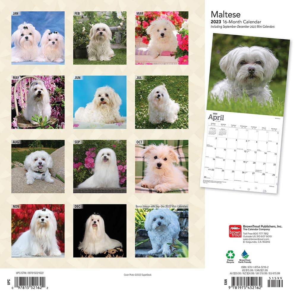 Maltese | 2023 12 x 24 Inch Monthly Square Wall Calendar | Foil Stamped Cover | BrownTrout | Animals Small Dog Breeds DogDays