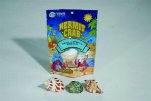 florida marine research sfm33332 hermit crab shell, medium, 3-piece per pack