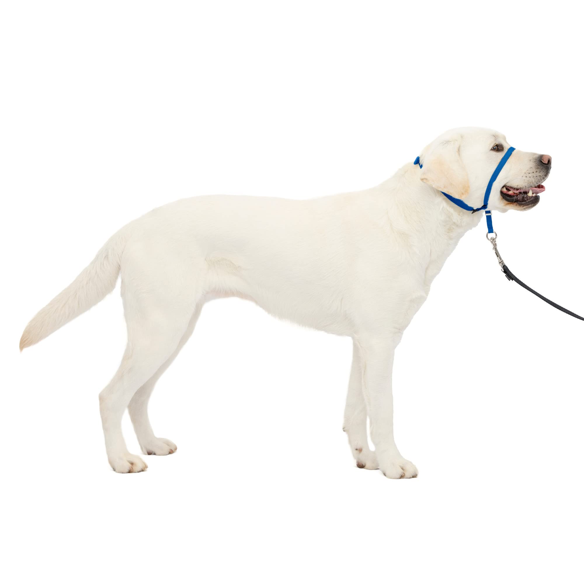 PetSafe Gentle Leader No-Pull Dog Headcollar - The Ultimate Solution to Pulling - Redirects Your Dog's Pulling for Easier Walks - Helps You Regain Control - Large, Royal Blue