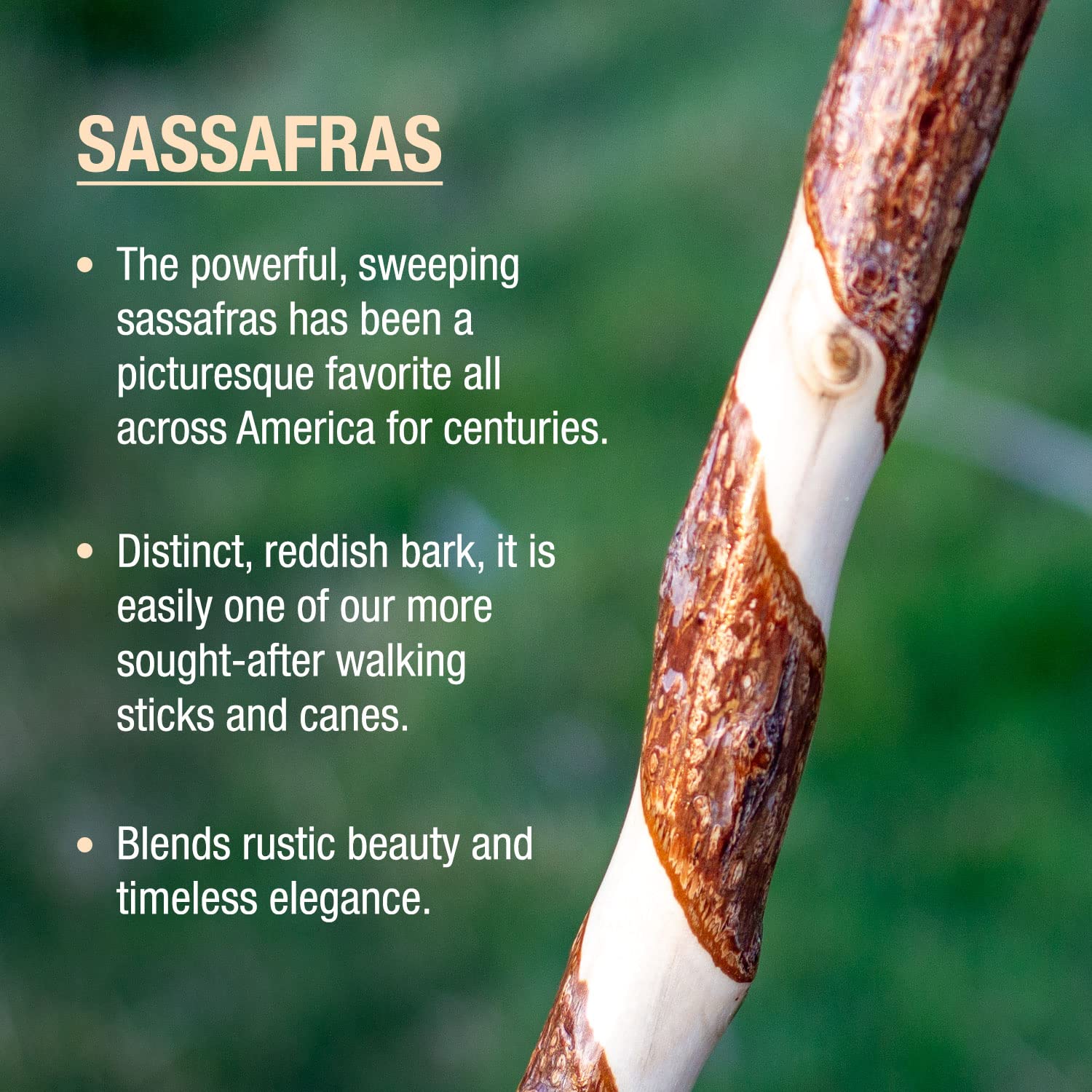 Hiking Walking Trekking Stick - Handcrafted Wooden Walking & Hiking Stick - Made in the USA by Brazos - Twisted Sassafras - 58 inches