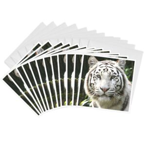 3drose white tiger 6 x 6 inches greeting cards, set of 12 (gc_4845_2)