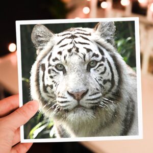 3dRose White Tiger 6 x 6 Inches Greeting Cards, Set of 12 (gc_4845_2)