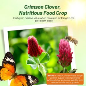 Outsidepride Crimson Clover Seeds - 10 lbs. Annual, Nitrocoated, & Inoculated Ground Cover Seeds, Ideal Clover Seed for Lawn, Cover Crop, Pasture, Hay, Green Manure & Wildlife Forage