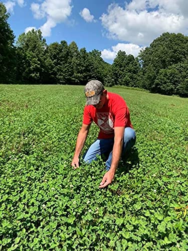 Antler King Trophy Clover Mix