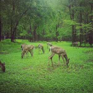 Antler King Trophy Clover Mix