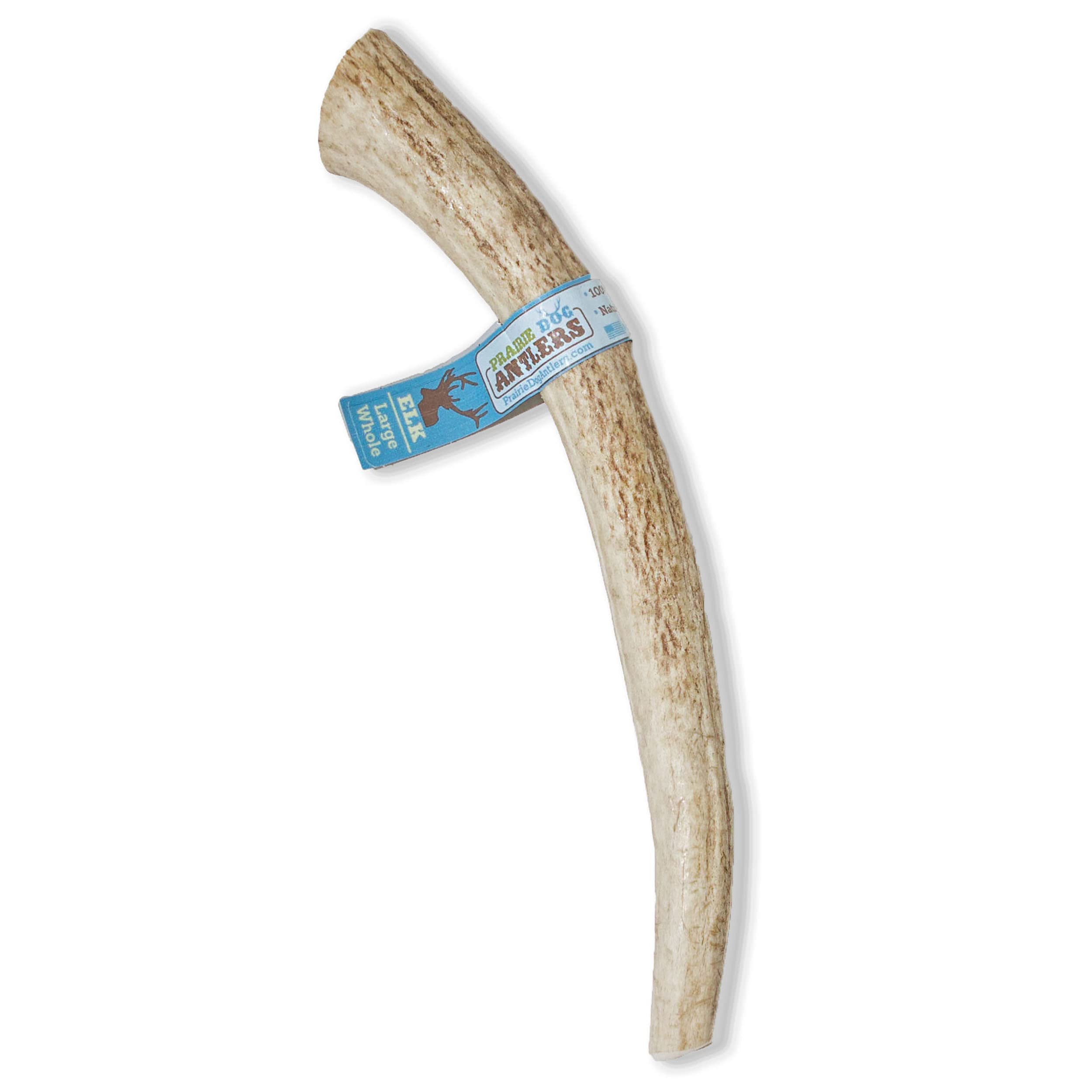 Prairie Dog Antlers | North American Whole Elk Antler | LARGE | Naturally Shed | Hand Harvested | Nutrient Rich | 8-9.5 inches long