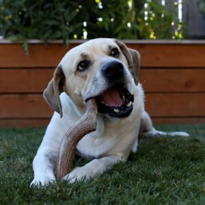 Prairie Dog Antlers | North American Whole Elk Antler | LARGE | Naturally Shed | Hand Harvested | Nutrient Rich | 8-9.5 inches long