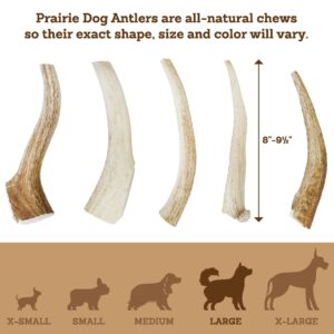 Prairie Dog Antlers | North American Whole Elk Antler | LARGE | Naturally Shed | Hand Harvested | Nutrient Rich | 8-9.5 inches long