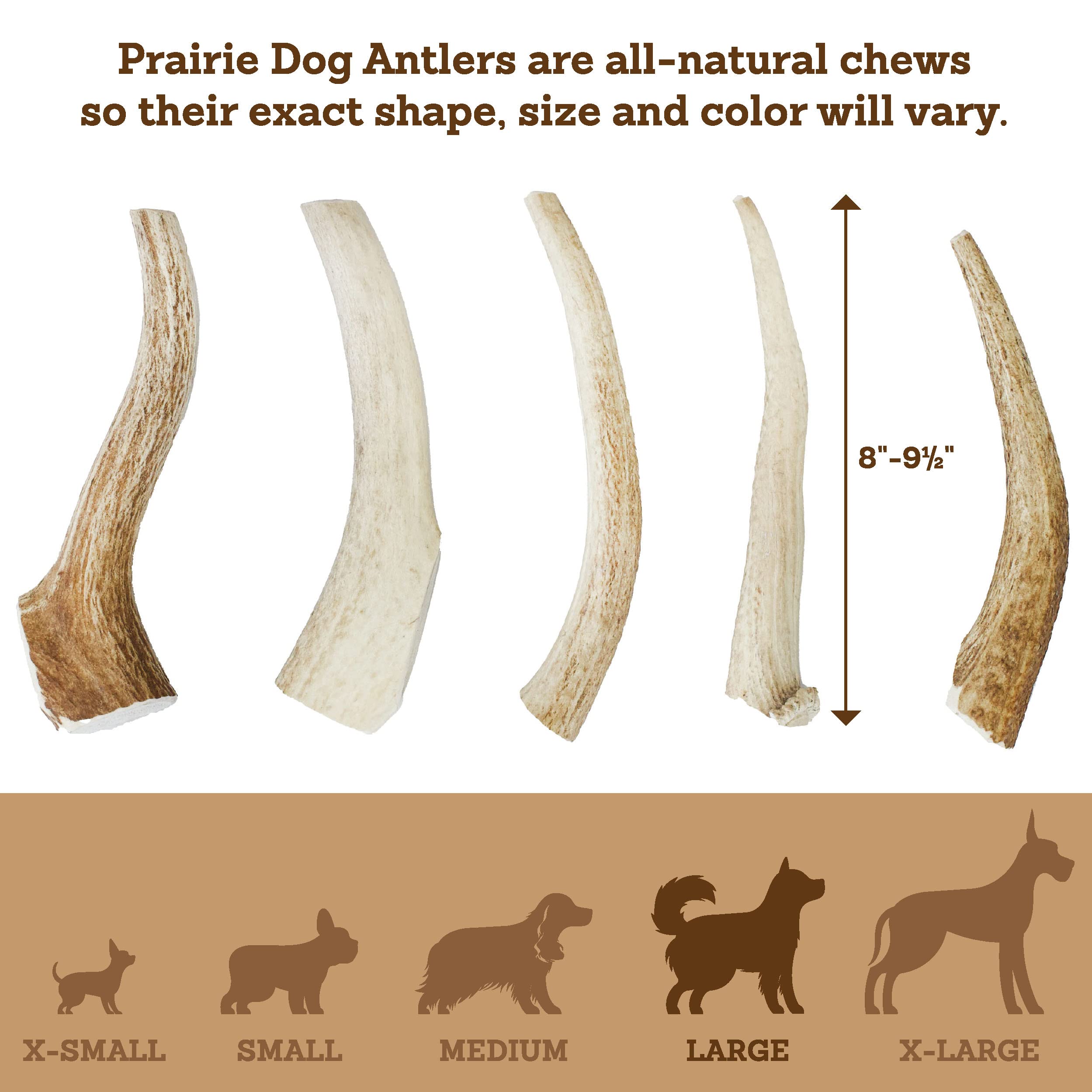 Prairie Dog Antlers | North American Whole Elk Antler | LARGE | Naturally Shed | Hand Harvested | Nutrient Rich | 8-9.5 inches long