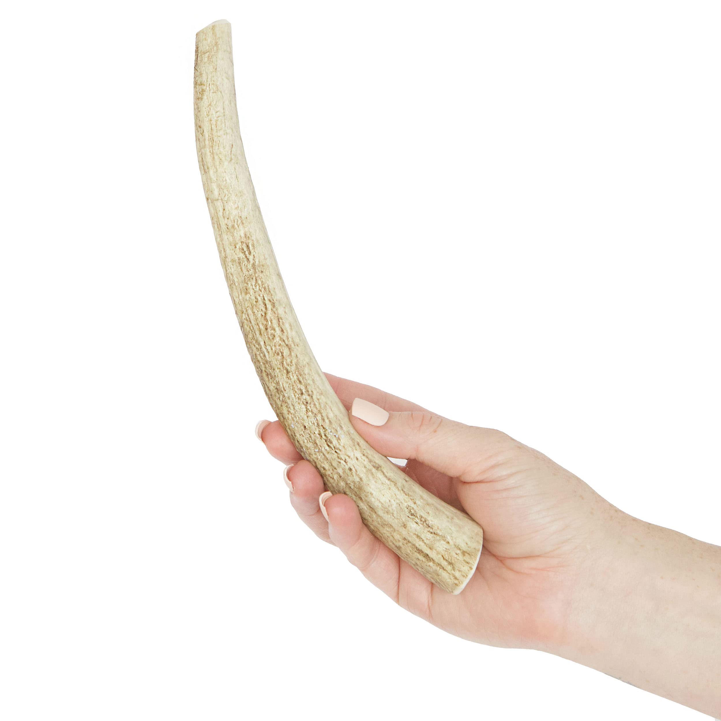 Prairie Dog Antlers | North American Whole Elk Antler | LARGE | Naturally Shed | Hand Harvested | Nutrient Rich | 8-9.5 inches long