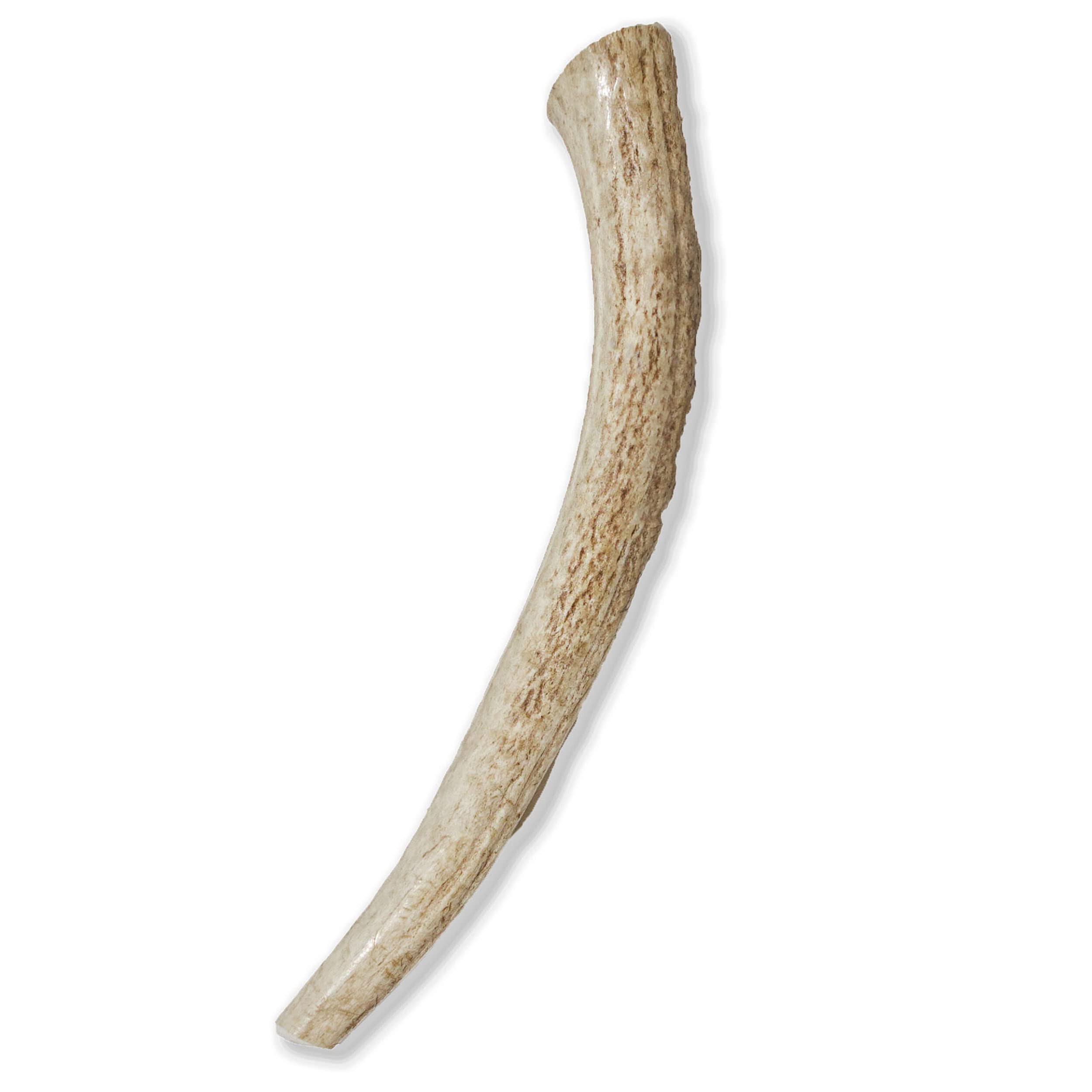 Prairie Dog Antlers | North American Whole Elk Antler | LARGE | Naturally Shed | Hand Harvested | Nutrient Rich | 8-9.5 inches long