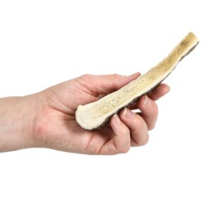 Prairie Dog Antlers | North American Split Moose Antler | MEDIUM | Naturally Shed | Hand Harvested | Nutrient Rich | 6-7.5 inches long