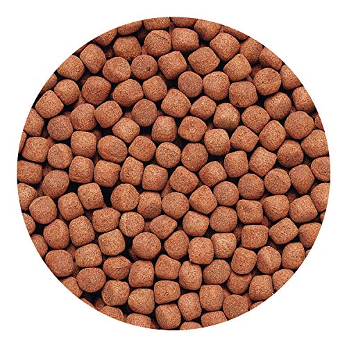 Hikari 2-Ounce Cichlid Gold Floating Pellets for Pets, Large