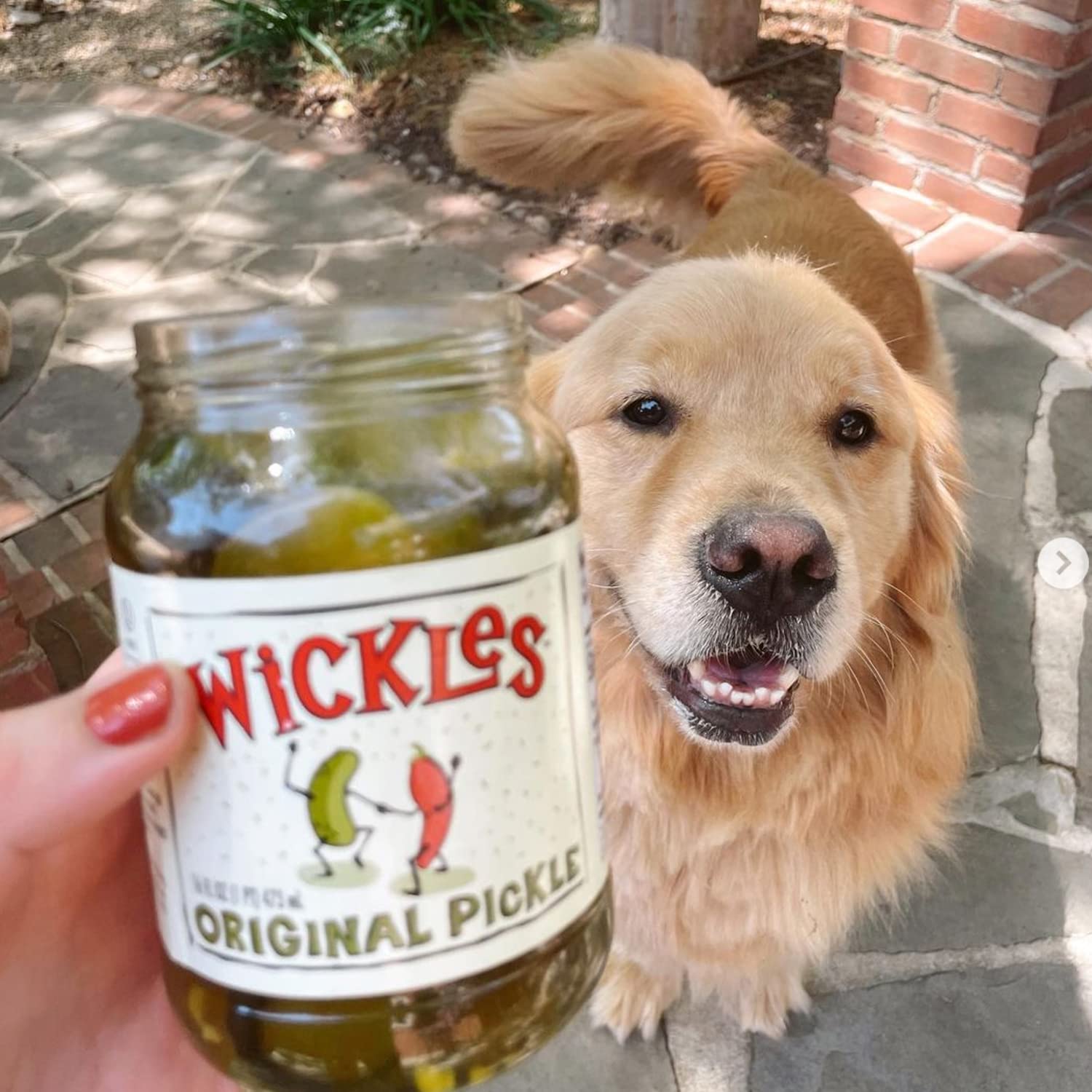 Wickles Pickles Original Pickles (3 Pack) - Spicy Garlic Pickles - Sweet & Hot Pickle Slices - Sweet, Slightly Spicy, Wickedly Delicious (16 oz Each)