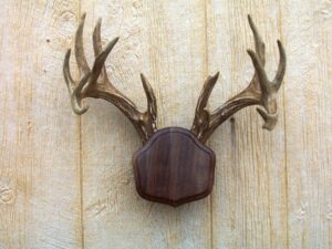 the taxidermists woodshop black walnut "the deer stand" antler mounting kit