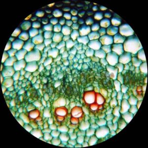 AmScope M60A-PS25 Monocular Student Compound Microscope 40X - 640X + 25 Prepared Slides