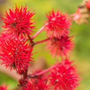 Outsidepride 50 Seeds Annual Ricinus Communis Castor Bean Gibsonii Flower Seeds for Planting