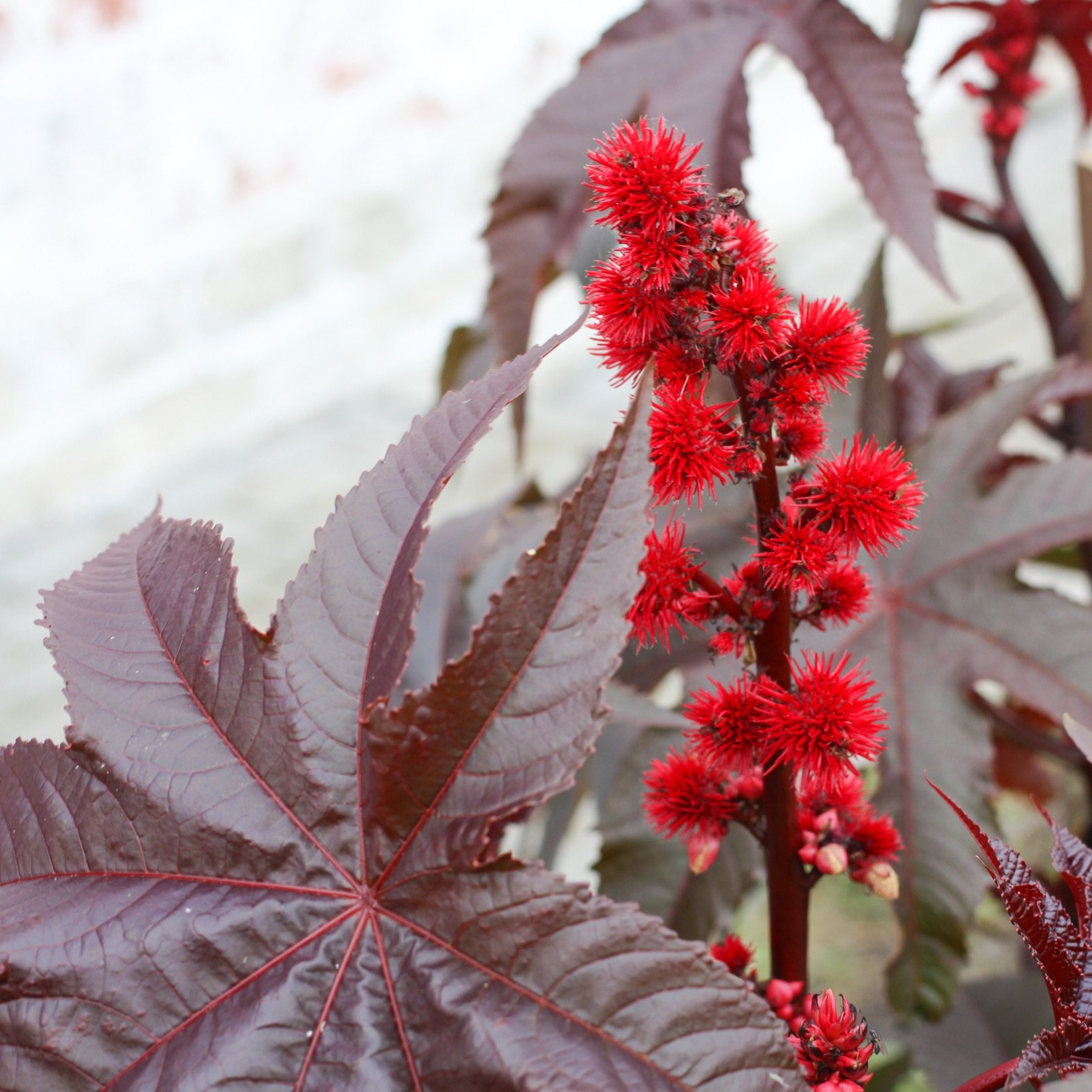 Outsidepride 50 Seeds Annual Ricinus Communis Castor Bean Gibsonii Flower Seeds for Planting