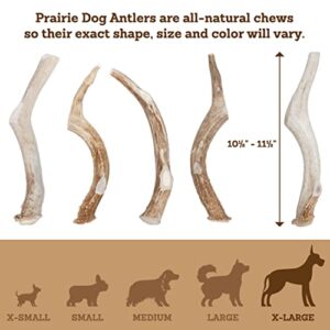 Prairie Dog | Deer Antler Chew | Naturally Shed - Hand Harvested in North America | X-Large | 8-9"