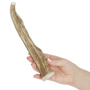 Prairie Dog | Deer Antler Chew | Naturally Shed - Hand Harvested in North America | X-Large | 8-9"