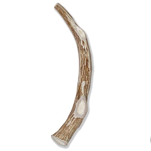 Prairie Dog | Deer Antler Chew | Naturally Shed - Hand Harvested in North America | X-Large | 8-9"