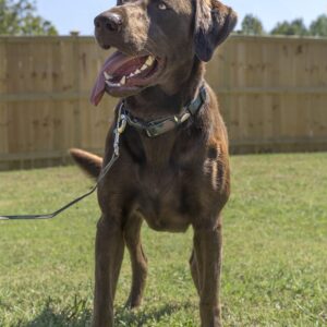 Country Brook Petz - Deluxe Woodland Camo Dog Collar - Made in The U.S.A. - Camouflage Collection Featuring Rugged Designs (1 Inch, Extra Large)