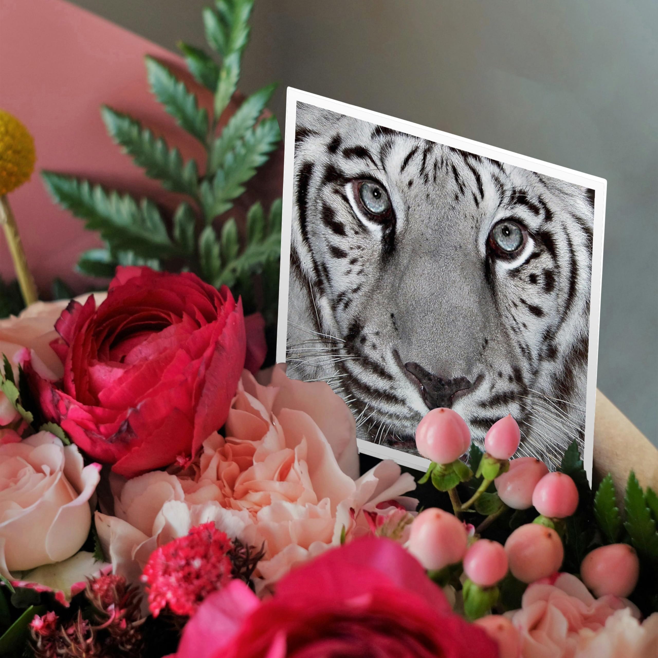 3dRose White Tiger with a Little Tonque - Greeting Cards, 6 x 6 inches, set of 6 (gc_62816_1)