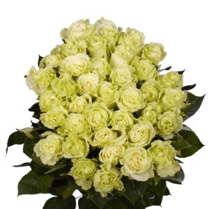 50 fresh cut green roses - fresh flowers for valentines day