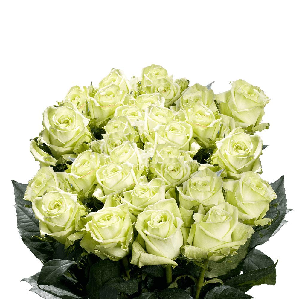 50 Fresh Cut Green Roses - Fresh Flowers For Valentines Day