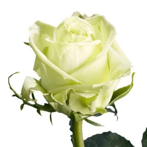 50 Fresh Cut Green Roses - Fresh Flowers For Valentines Day