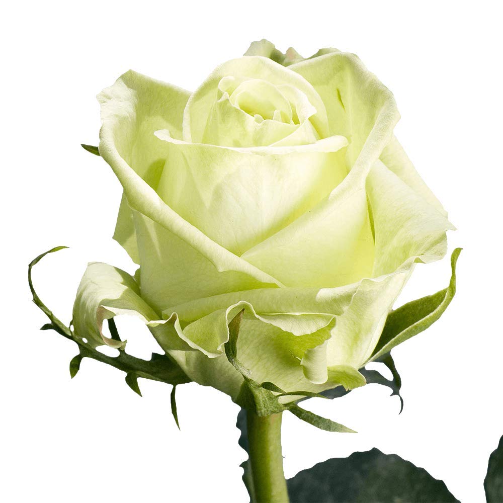 50 Fresh Cut Green Roses - Fresh Flowers For Valentines Day