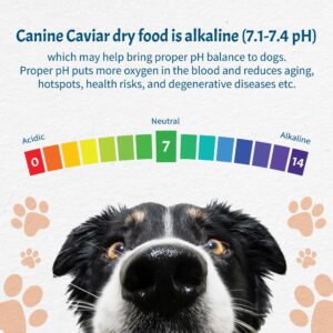 Canine Caviar Special Needs Dog Food – Limited Ingredient Alkaline Holistic Dog Food – Gluten Free, Premium for Older & Sensitive Stomach Dogs – for Skin & Coat – Chicken & Brown Rice – 4.4 lbs