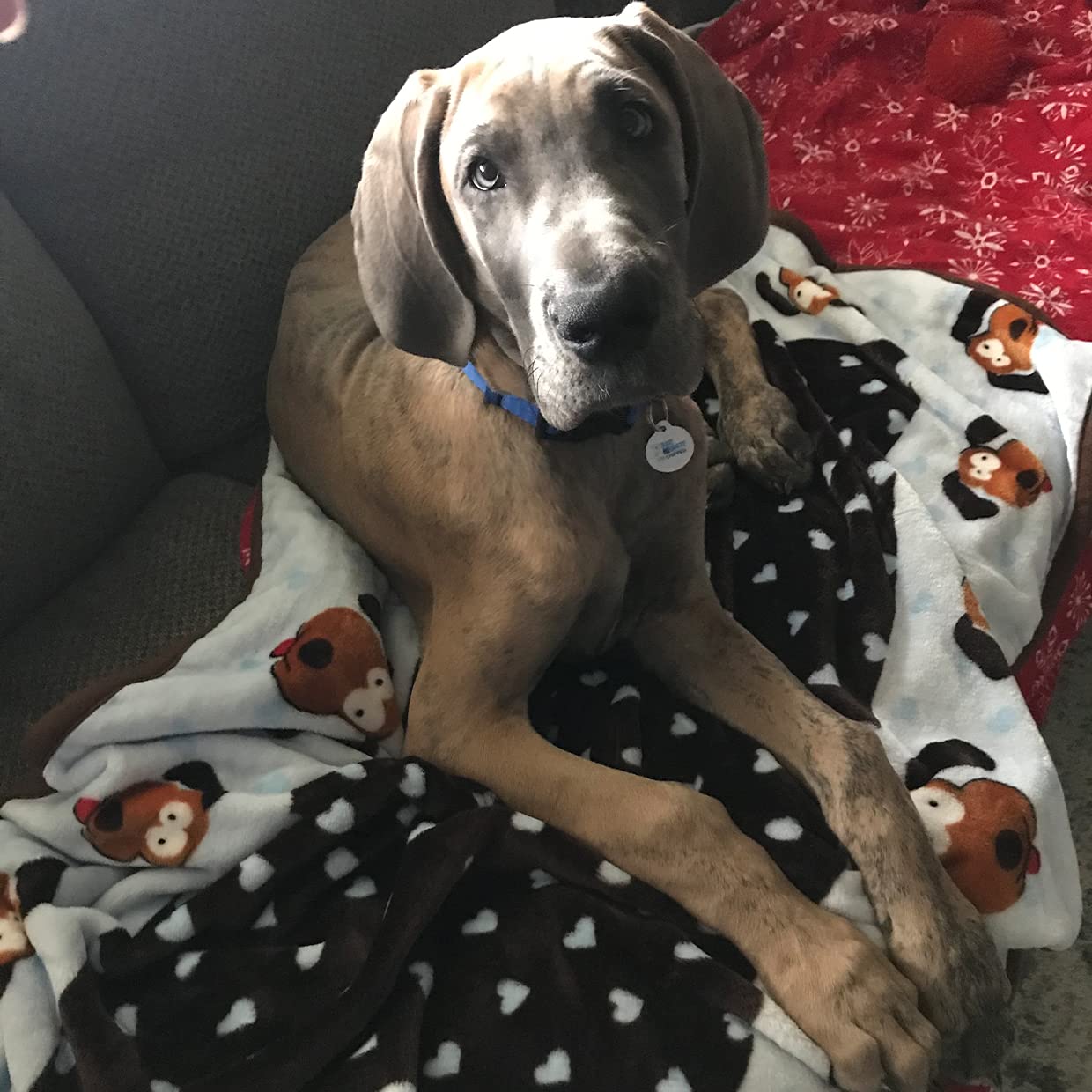 Snuggle Puppy Blanket for Pets - Extra Soft and Long Lasting - Blue Pattern