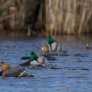 Hardcore Waterfowl Snap Back Jerk String for Duck and Geese Decoys