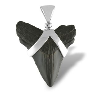 starborn fossil shark tooth pendant in sterling silver - md