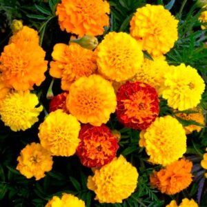 french marigold (dwarf) seeds - petite mix - 1/4 pound - yellow/orange flower seeds, open pollinated seed attracts bees, attracts butterflies, attracts hummingbirds, attracts pollinators, easy to