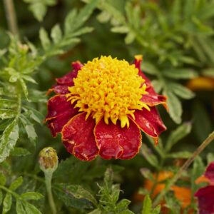 French Marigold (Double) Seeds - Tiger Eyes - Packet - Yellow/Orange Flower Seeds, Heirloom Seed Attracts Bees, Attracts Butterflies, Attracts Hummingbirds, Attracts Pollinators